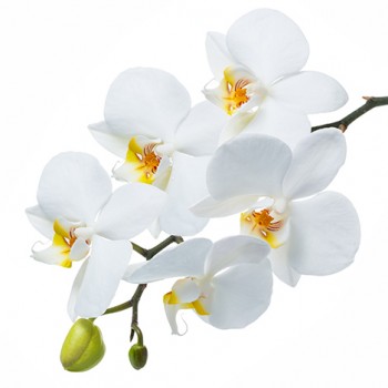 Стол обеденный Танго белый/Орхидея в Стрелке - strelka.mebel54.com | фото